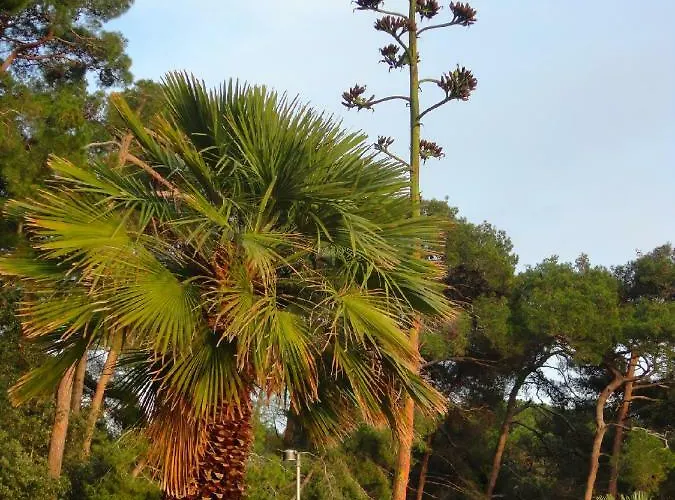 Simona * Mali Lošinj